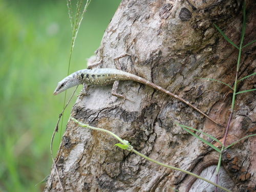 Lamprolepis smaragdina