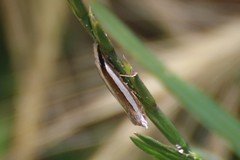 Angustalius malacellus