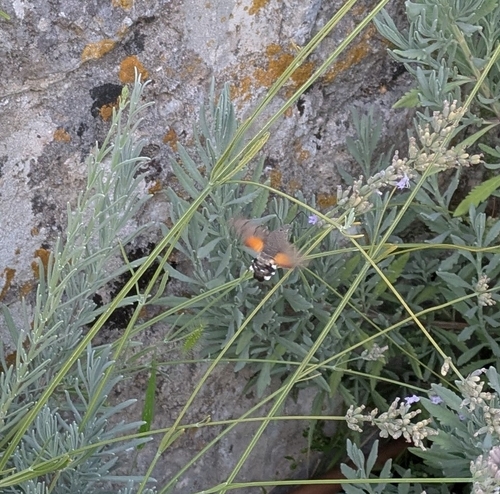Eurasian Hummingbird Hawkmoth