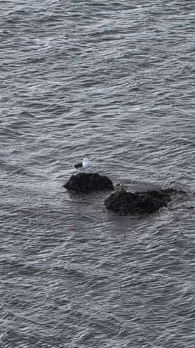 Great Black-backed Gull