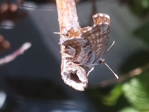 Geranium Bronze