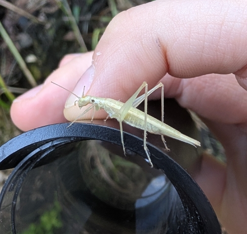 Davis' Tree Cricket