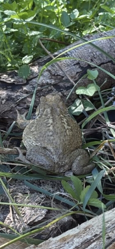 Spiny Toad