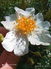 Rosa sempervirens