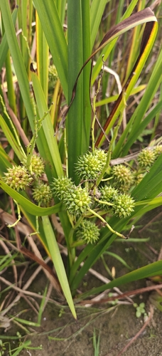 Branched Bur-reed