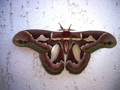 Rothschildia jacobaeae