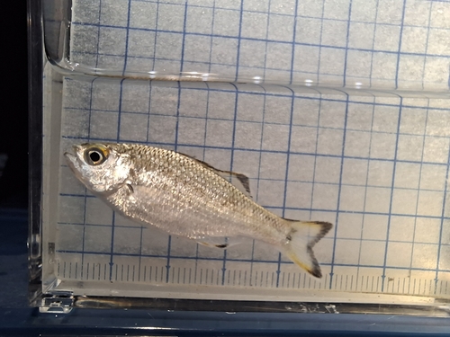 Kuhlia marginata observed 2026-09-13