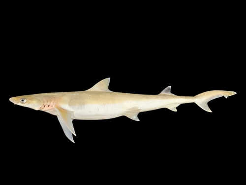 Sicklefin Weasel Shark