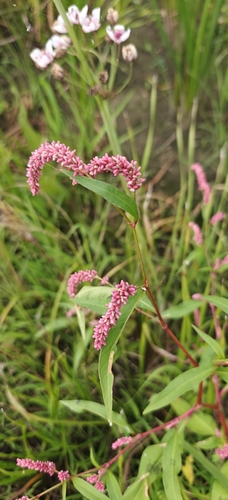 pale smartweed