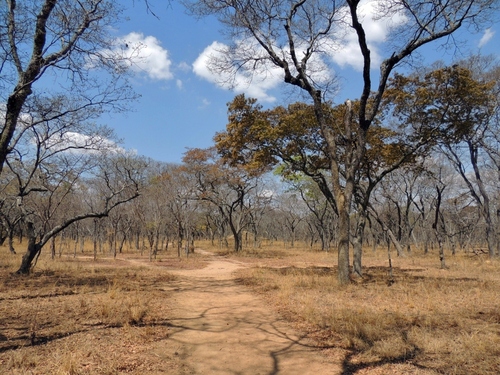 Brachystegia spiciformis