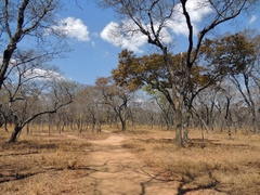 Brachystegia spiciformis