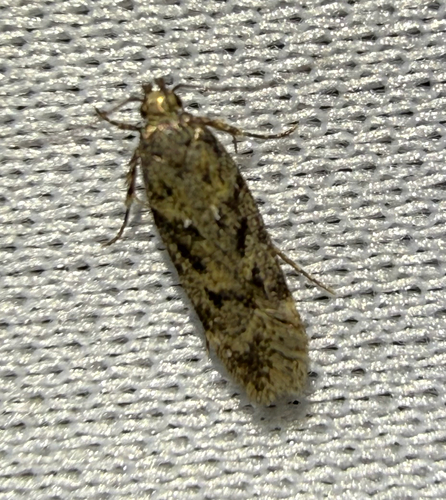 Chionodes thoraceochrella photo 3