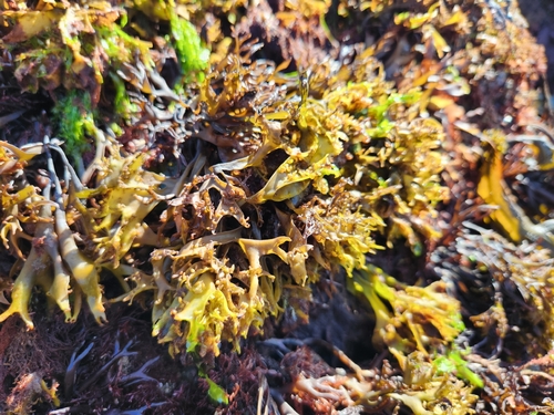 Mastocarpus stellatus observed 2026-09-13