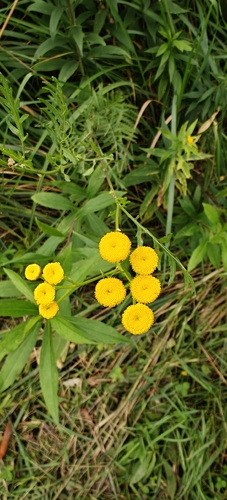 tansy