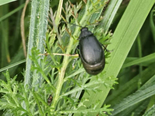 black-punctured leaf beetle