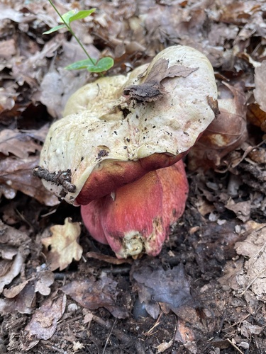 Devil's Bolete