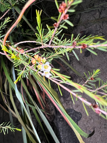 Baeckea frutescens observed 2026-09-13