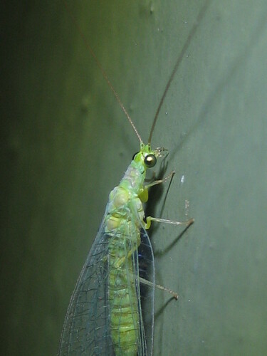 Mallada signatus