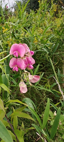 Narrow-leaved Everlasting-pea