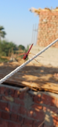 Violet Dropwing