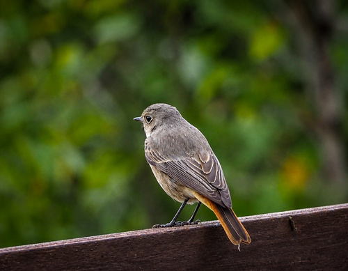 Common Redstart