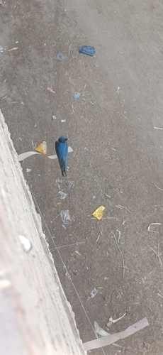 Barn Swallow