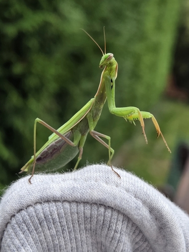 European Mantis