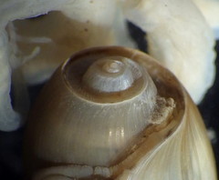 Akera bullata