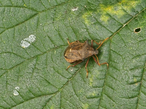 Spiny Shield Bug