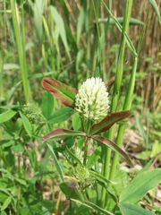 Trifolium pannonicum