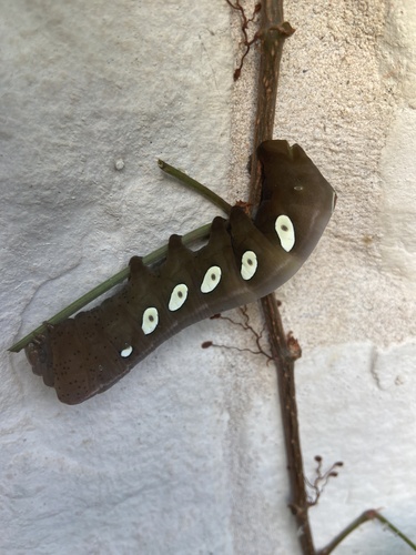 Pandorus Sphinx