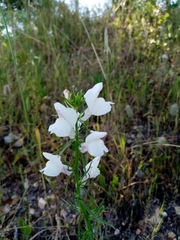 Misopates