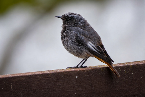 Black Redstart