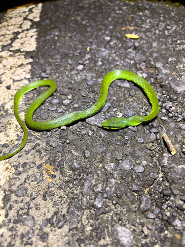 Photo of a Green Trinket Snake (Gonyosoma prasinum)