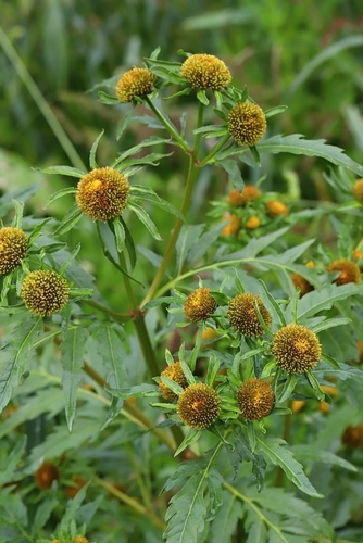 Greater Bur-marigold
