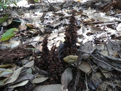 Kopsiopsis strobilacea