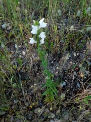 Misopates