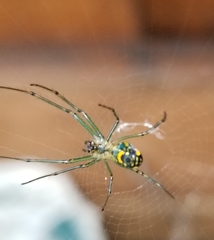 Leucauge venusta