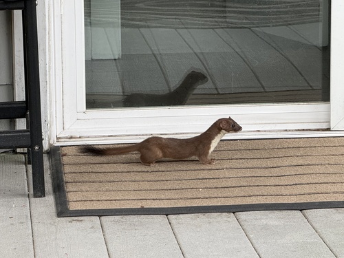 Long-tailed Weasel observed by phillip_mk