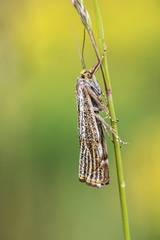 Thisanotia chrysonuchella