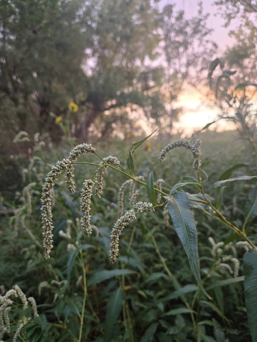 pale smartweed