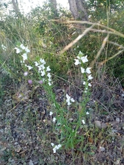 Misopates