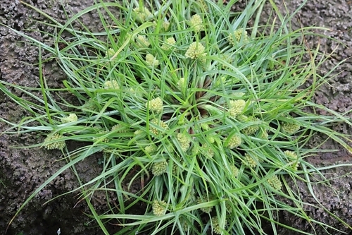 Cyperus michelianus