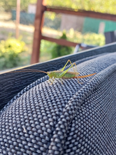 Long-winged Conehead