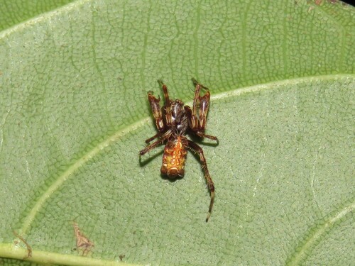 Alpaida truncata