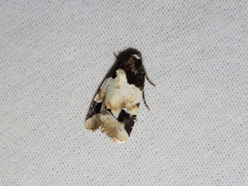 Bryolymnia bicon