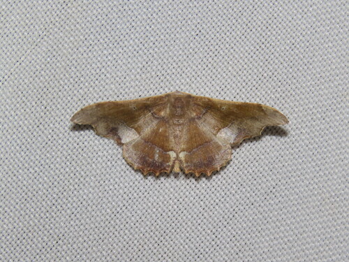 Patalene aenetusaria