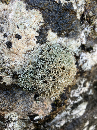Fragile Coral Lichen