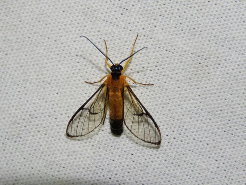 Pseudosphex nigricornis