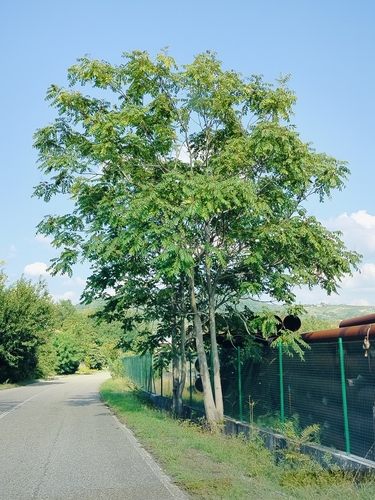 tree-of-heaven